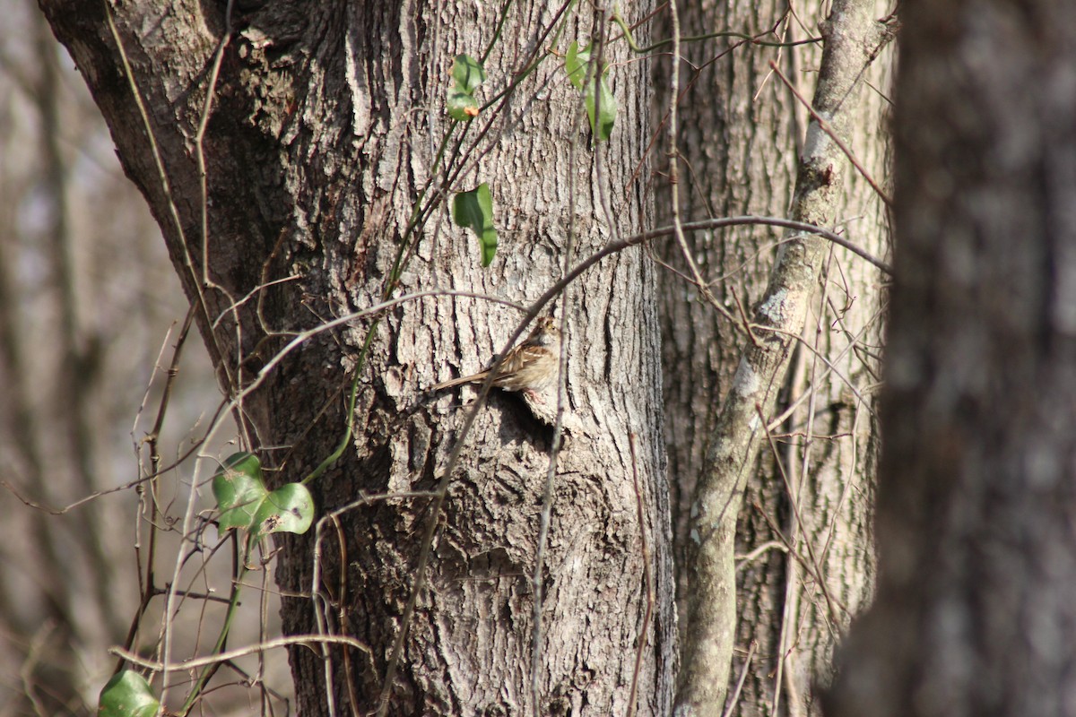 Chipping Sparrow - ML545065421