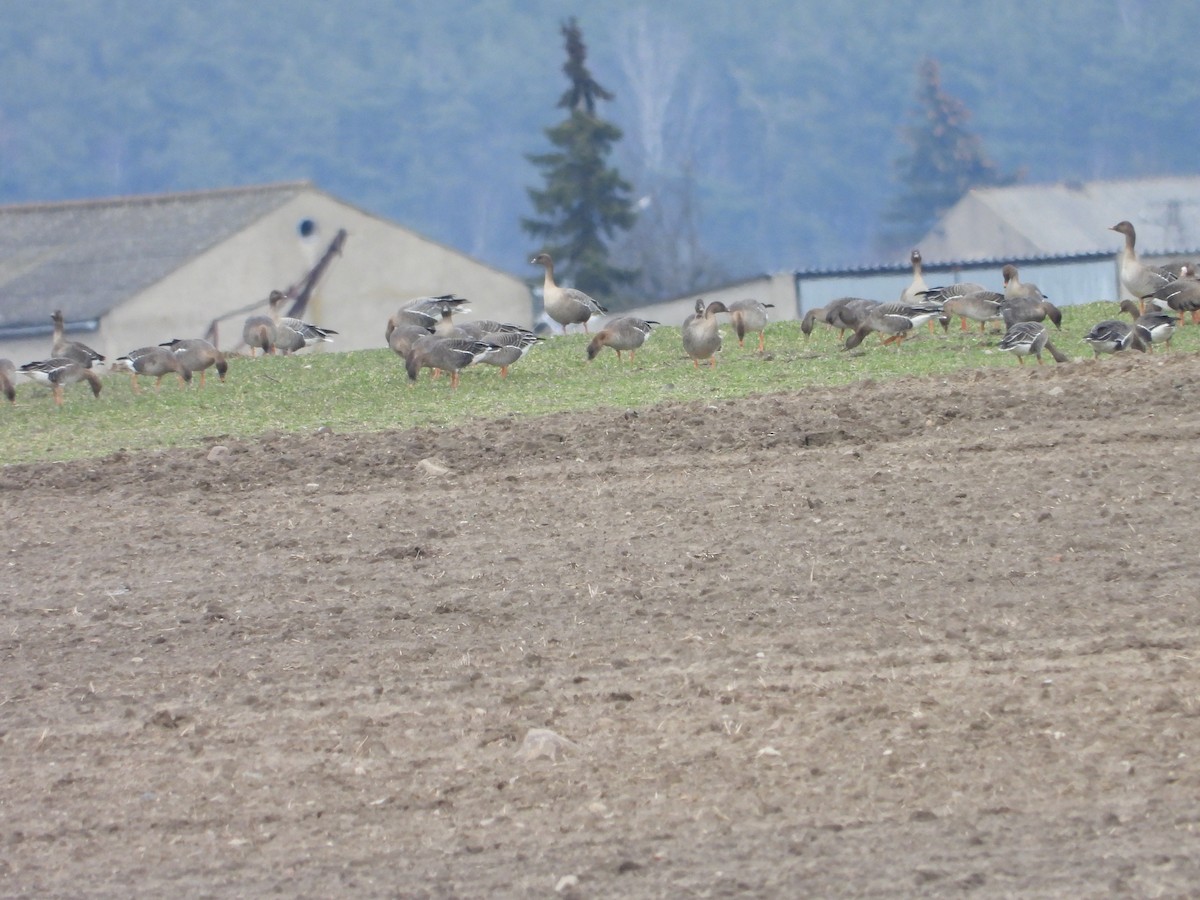 Pink-footed Goose - ML545066291