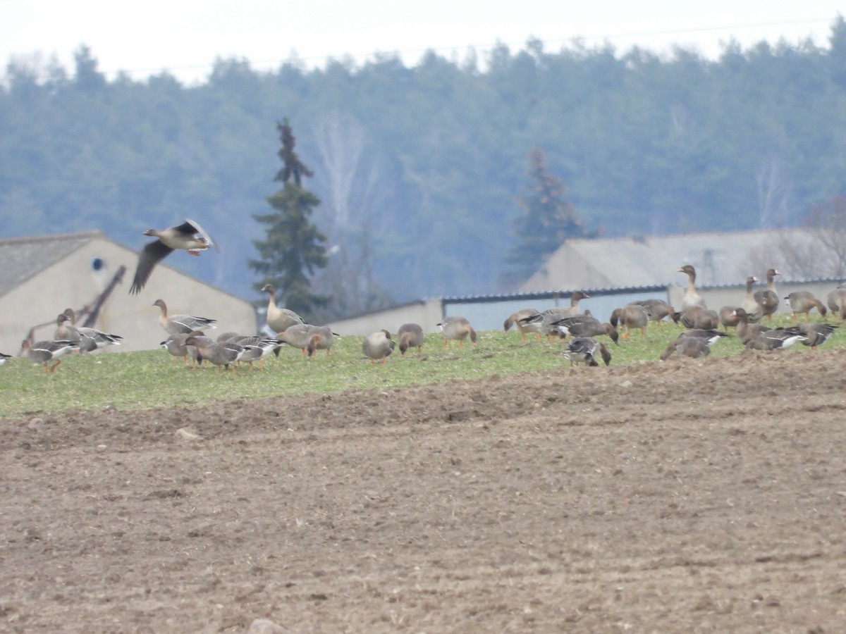 Pink-footed Goose - Sławomir Karpicki