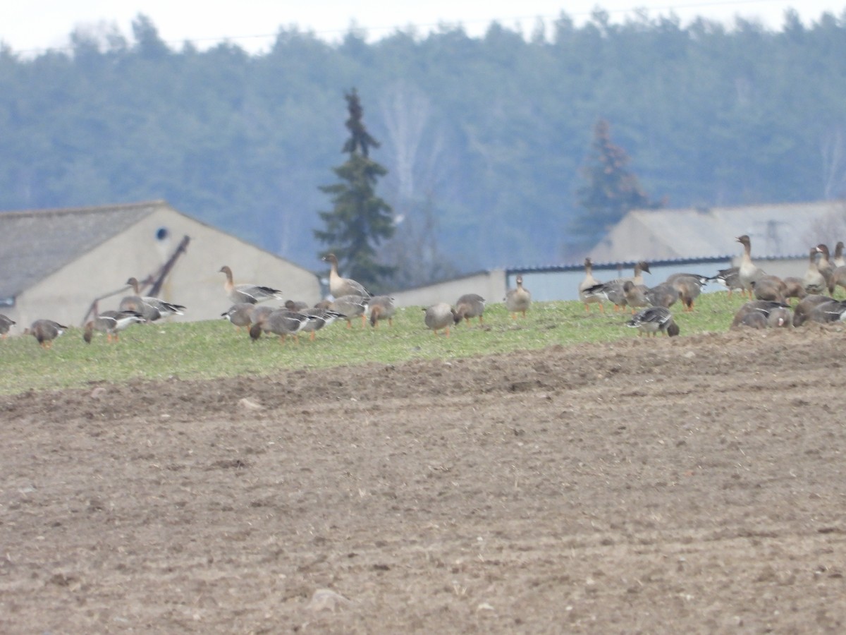 Pink-footed Goose - ML545066321