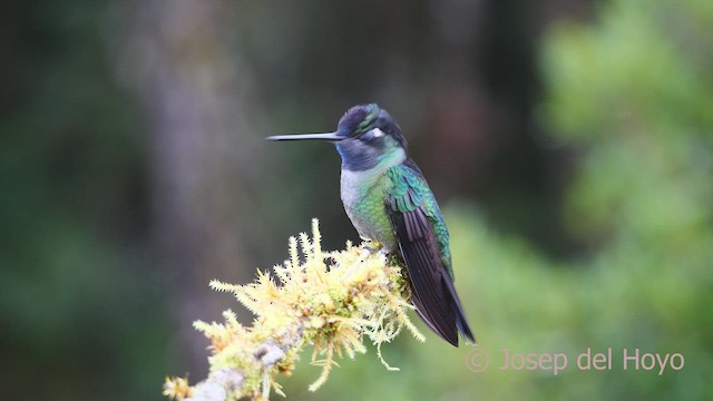 Colibri de la Talamanca - ML545066461