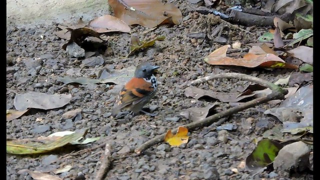 Spotted Antbird - ML545066511