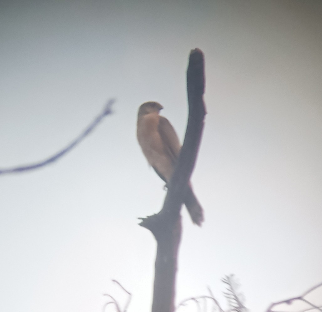 Cooper's Hawk - ML545067511