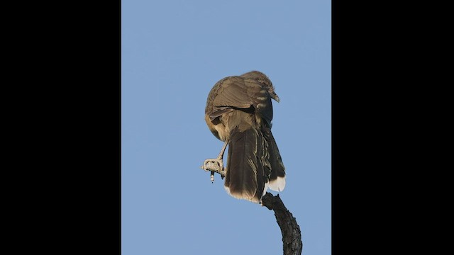 Plain Chachalaca - ML545067901