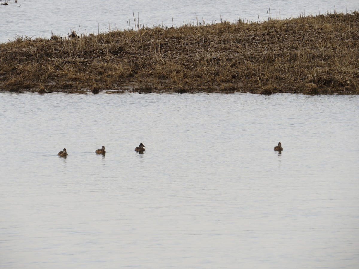 Ring-necked Duck - ML545067991