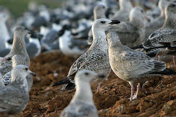 Great Black-backed Gull - ML545068131