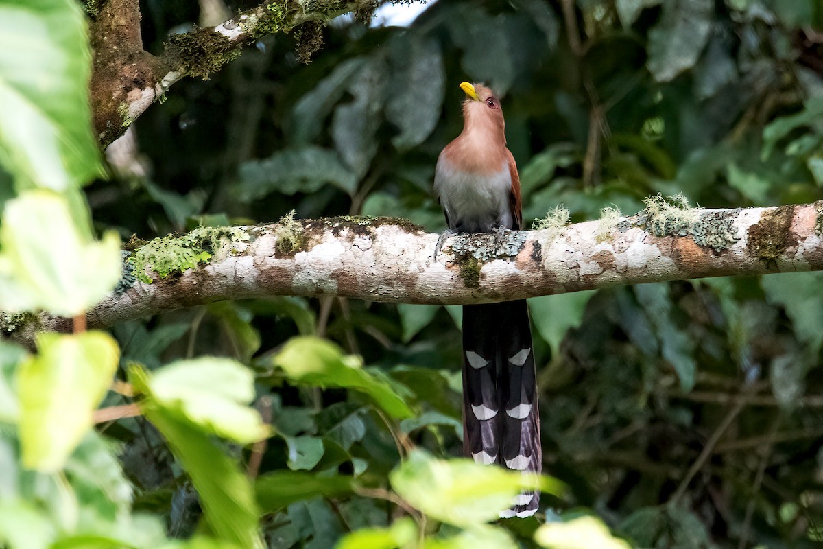 Squirrel Cuckoo - ML545069071