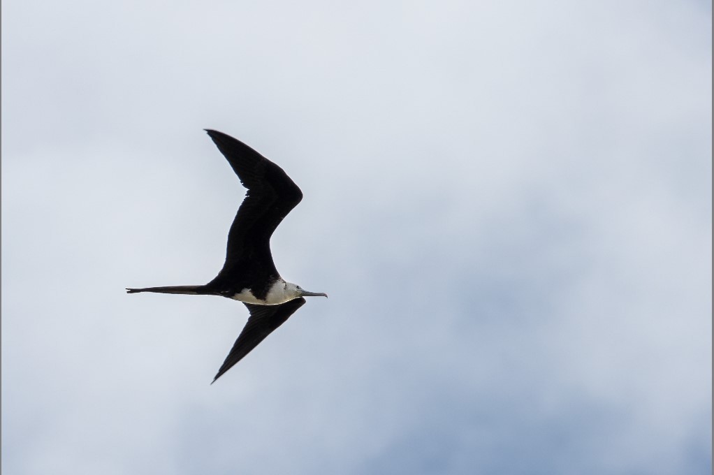 Magnificent Frigatebird - ML545069271