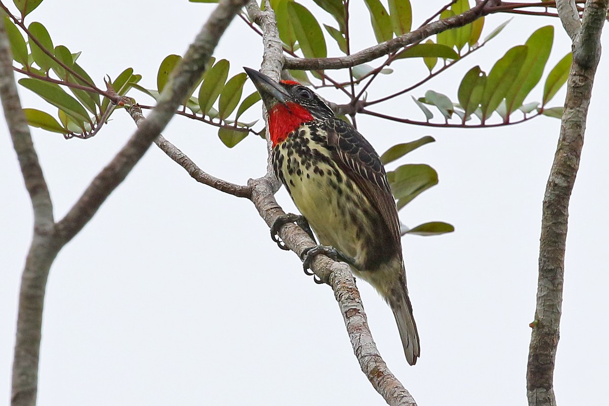 Black-spotted Barbet - ML545069511