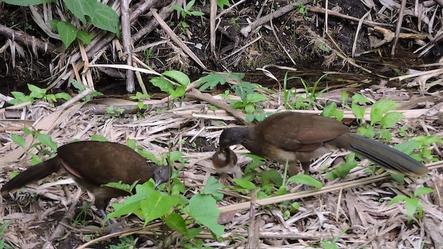 Ortalide à tête grise - ML545070731