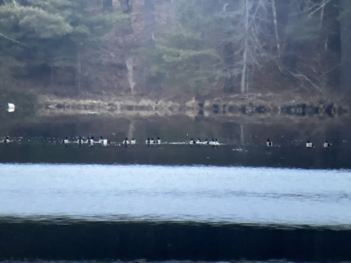 Ring-necked Duck - ML545071511