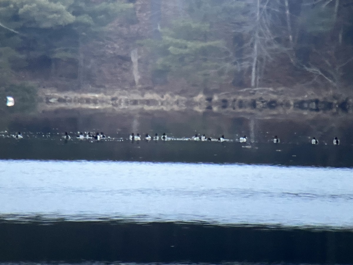 Ring-necked Duck - ML545071521