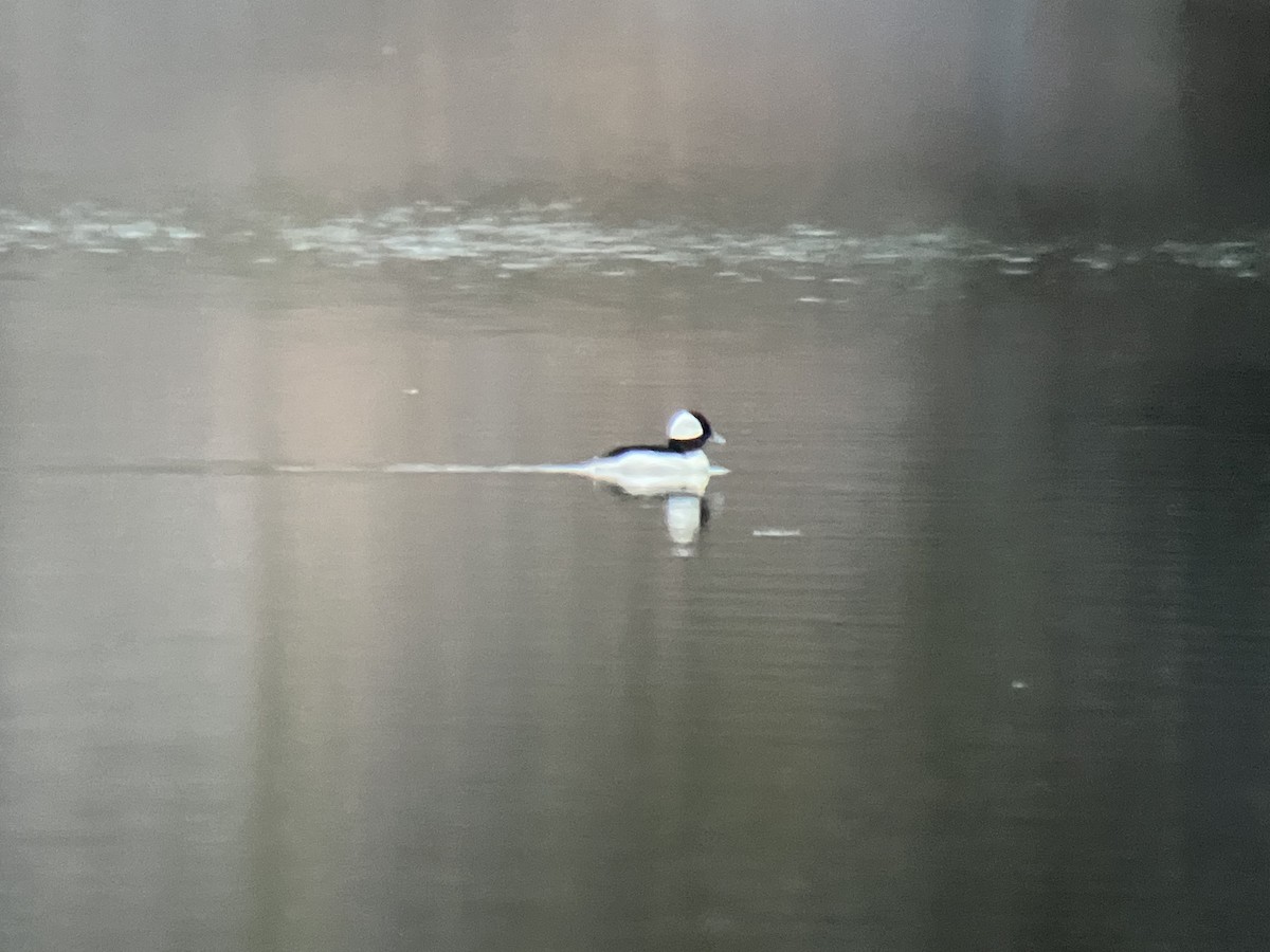 Bufflehead - ML545071581