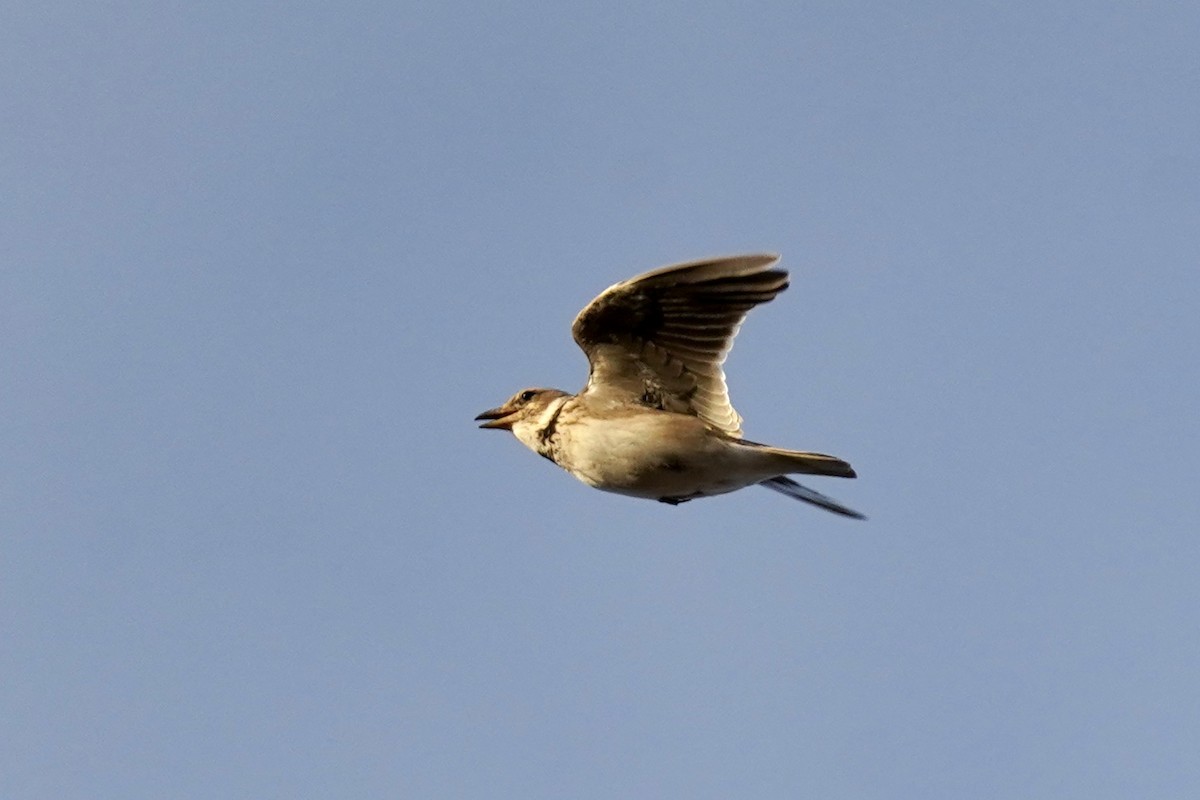 Calandra Lark - Daniel Winzeler