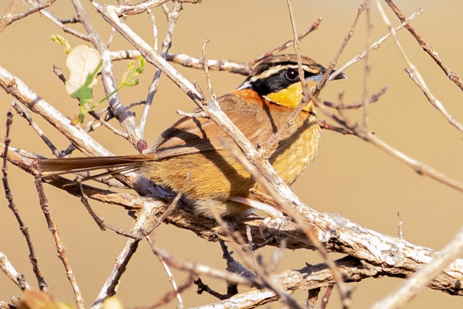 Collared Crescentchest (Collared) - Sue Wright