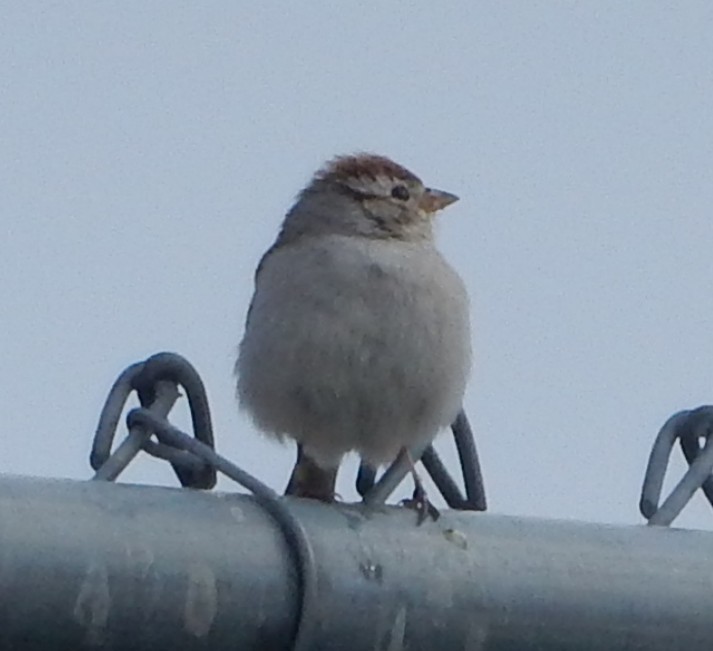 Chipping Sparrow - ML545075151
