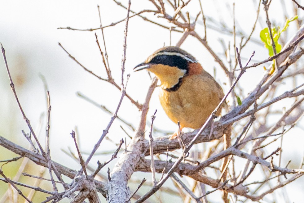 Kolyeli Hilalgerdan (torquata/rufescens) - ML545075391