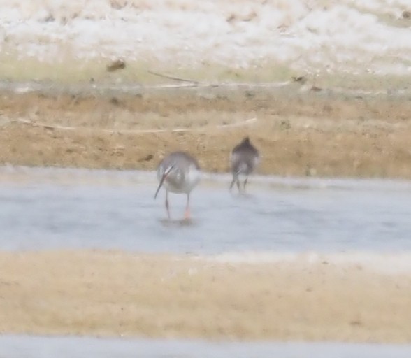 Spotted Redshank - ML545075411