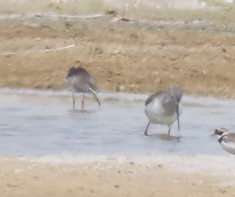 Spotted Redshank - ML545075421