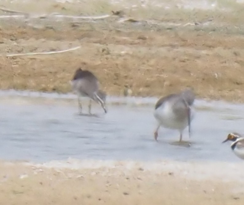 Spotted Redshank - ML545075431