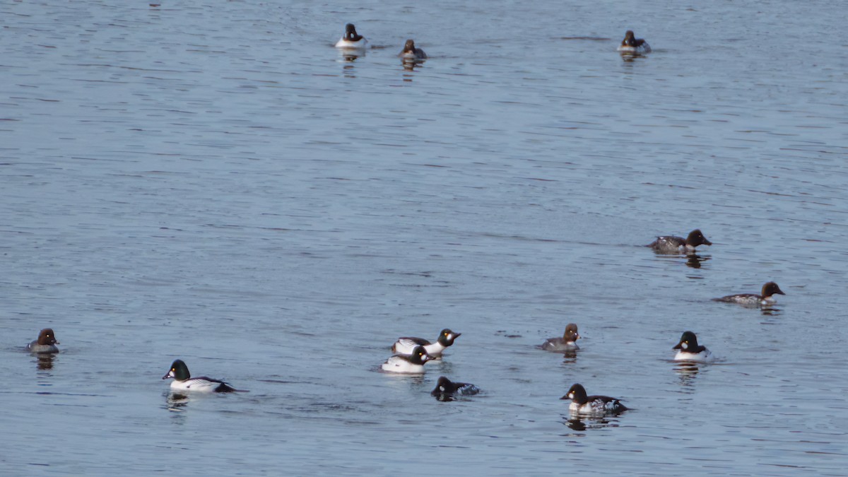 Common Goldeneye - ML545075501