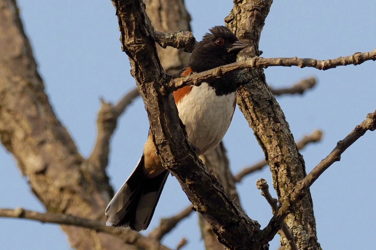 ワキアカトウヒチョウ - ML54507571