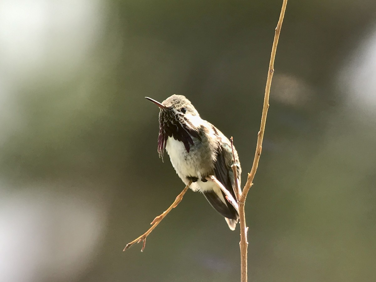 Calliope Hummingbird - ML545076611