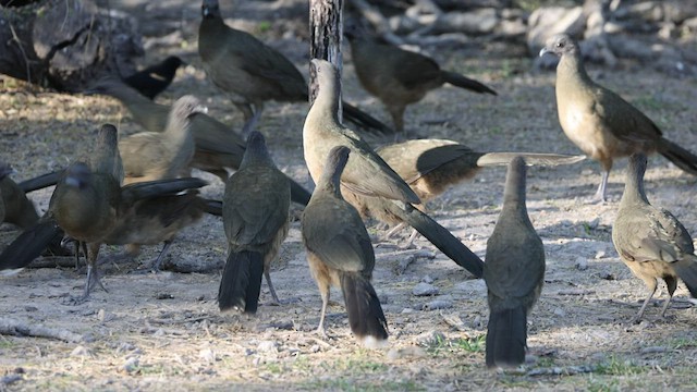 Plain Chachalaca - ML545077941