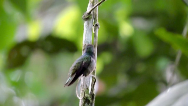 Blue-throated Goldentail - ML545078341