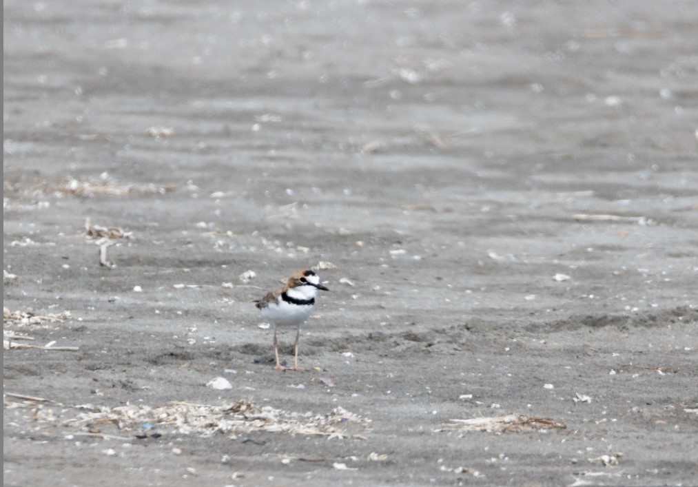 Collared Plover - ML545078491