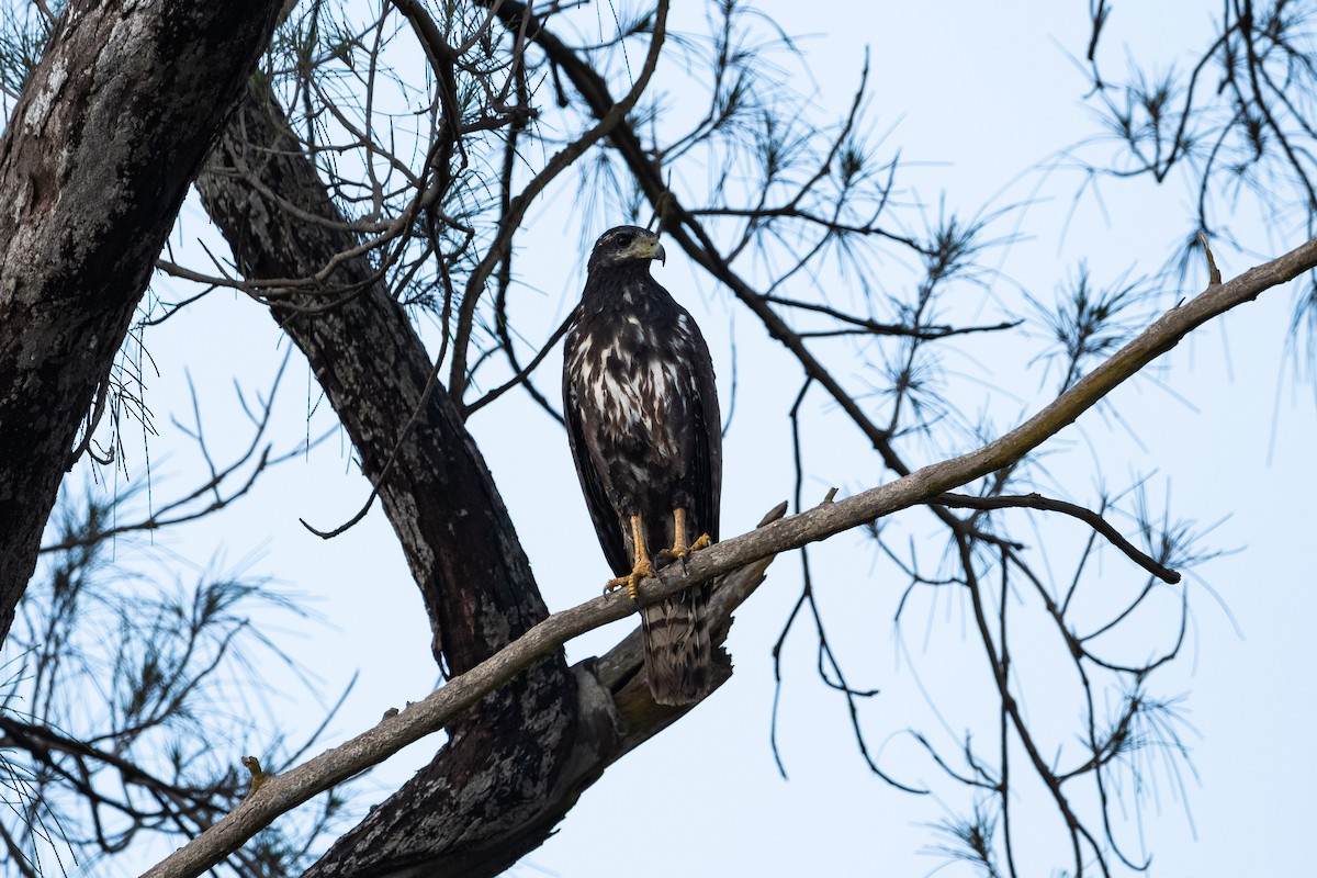 Common Black Hawk - ML545078701