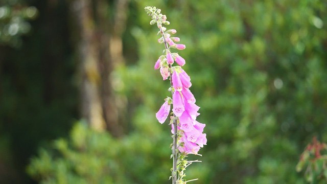 Colibrí de Talamanca - ML545080181