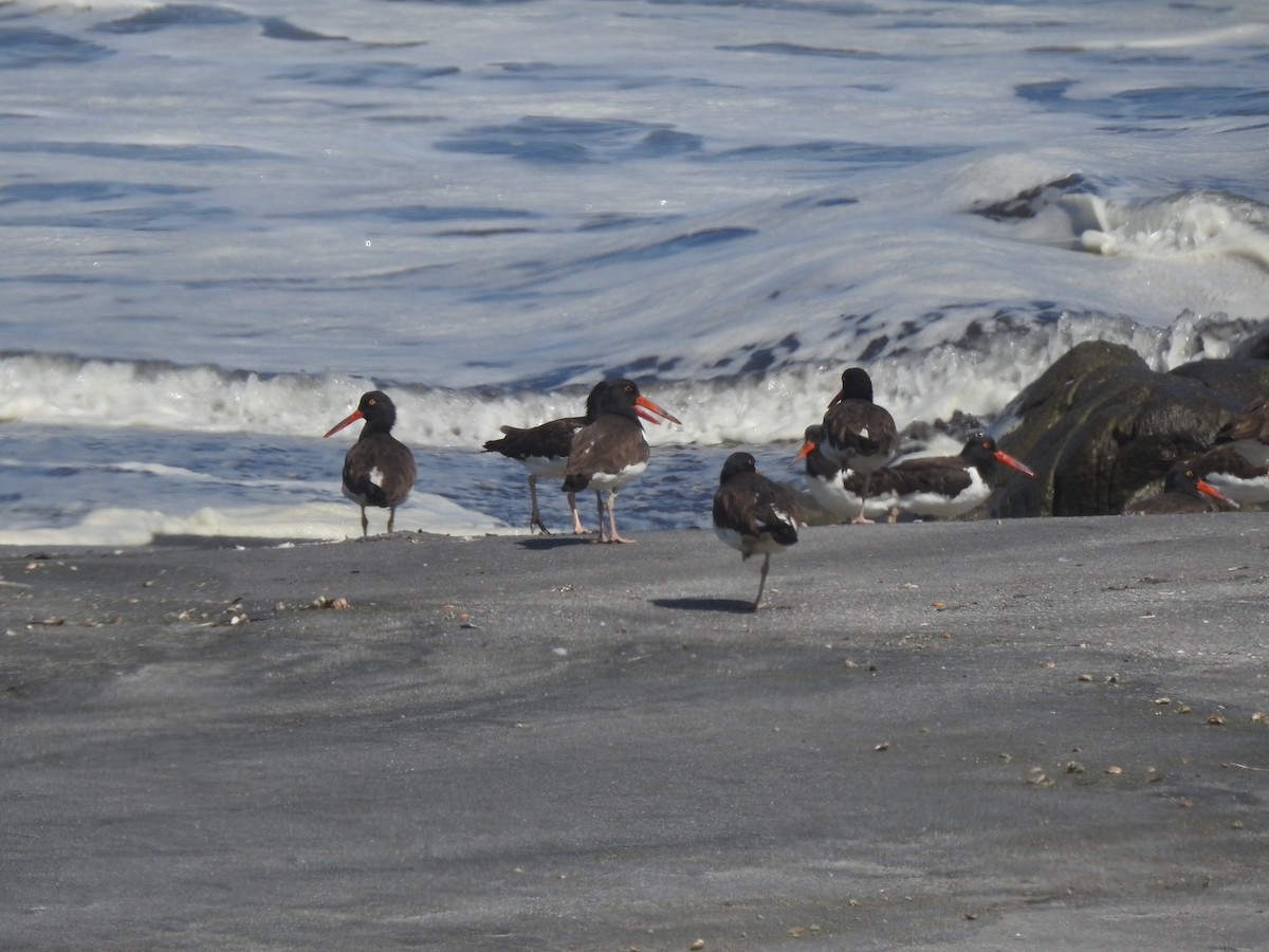 American Oystercatcher - Valeria  Martins