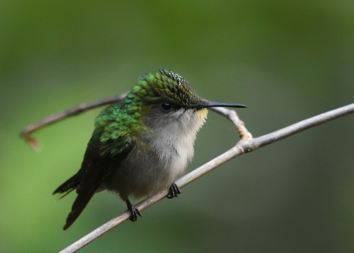 Antillean Crested Hummingbird - ML545080871