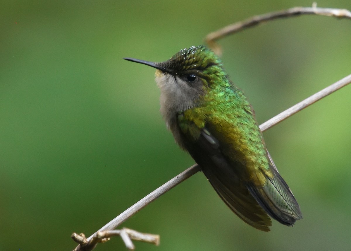 Antillean Crested Hummingbird - Guy Babineau