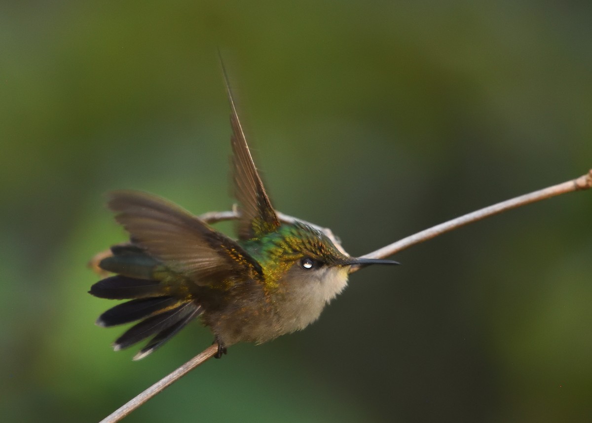 Antillean Crested Hummingbird - Guy Babineau