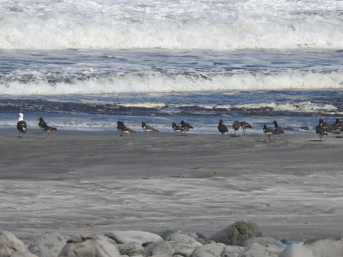 American Oystercatcher - Valeria  Martins