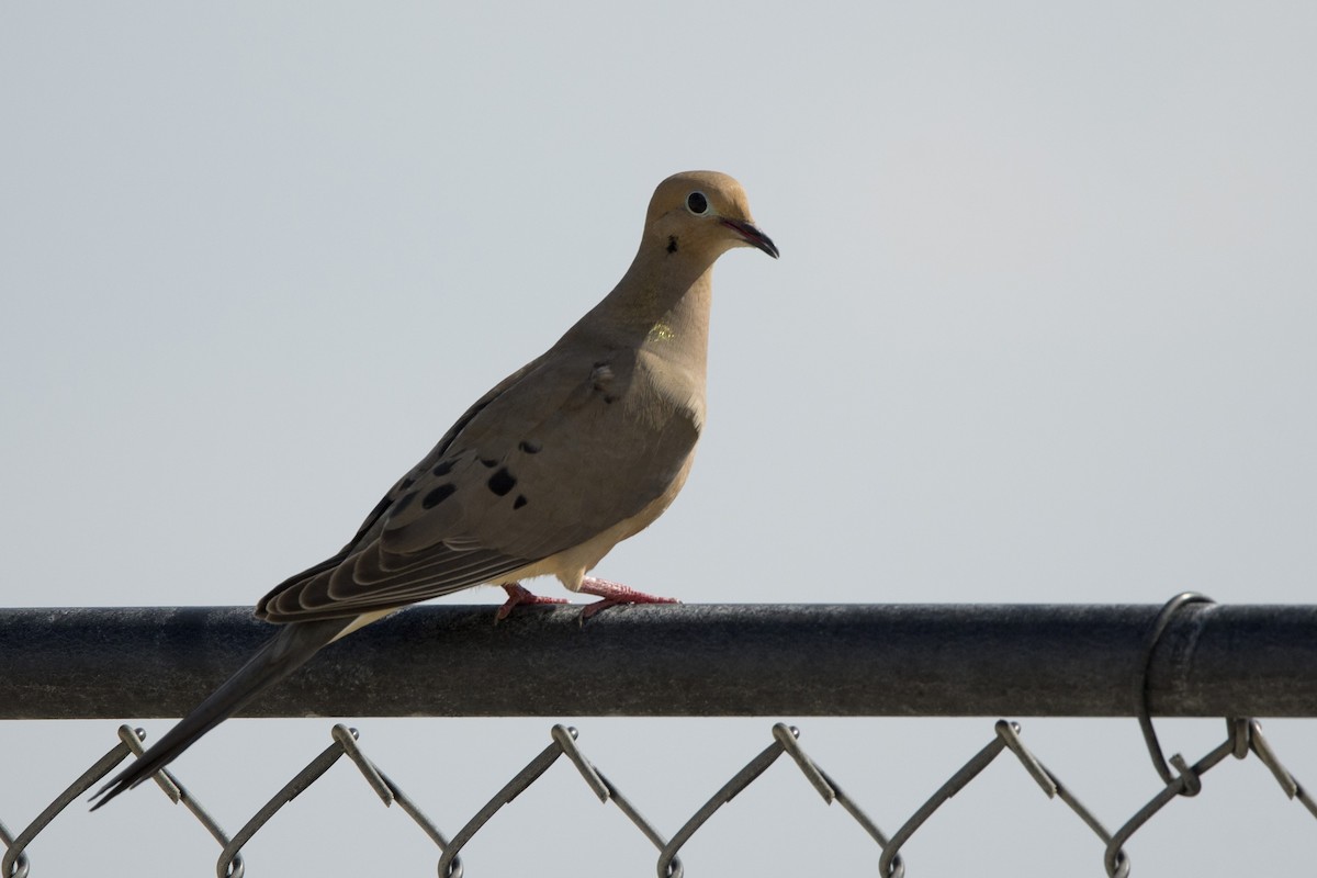 Mourning Dove - ML545081851