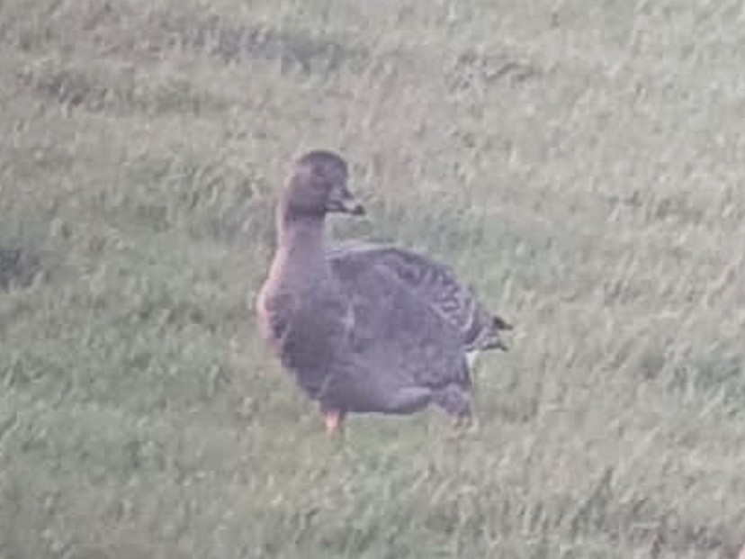 Tundra Bean-Goose - ML545082061