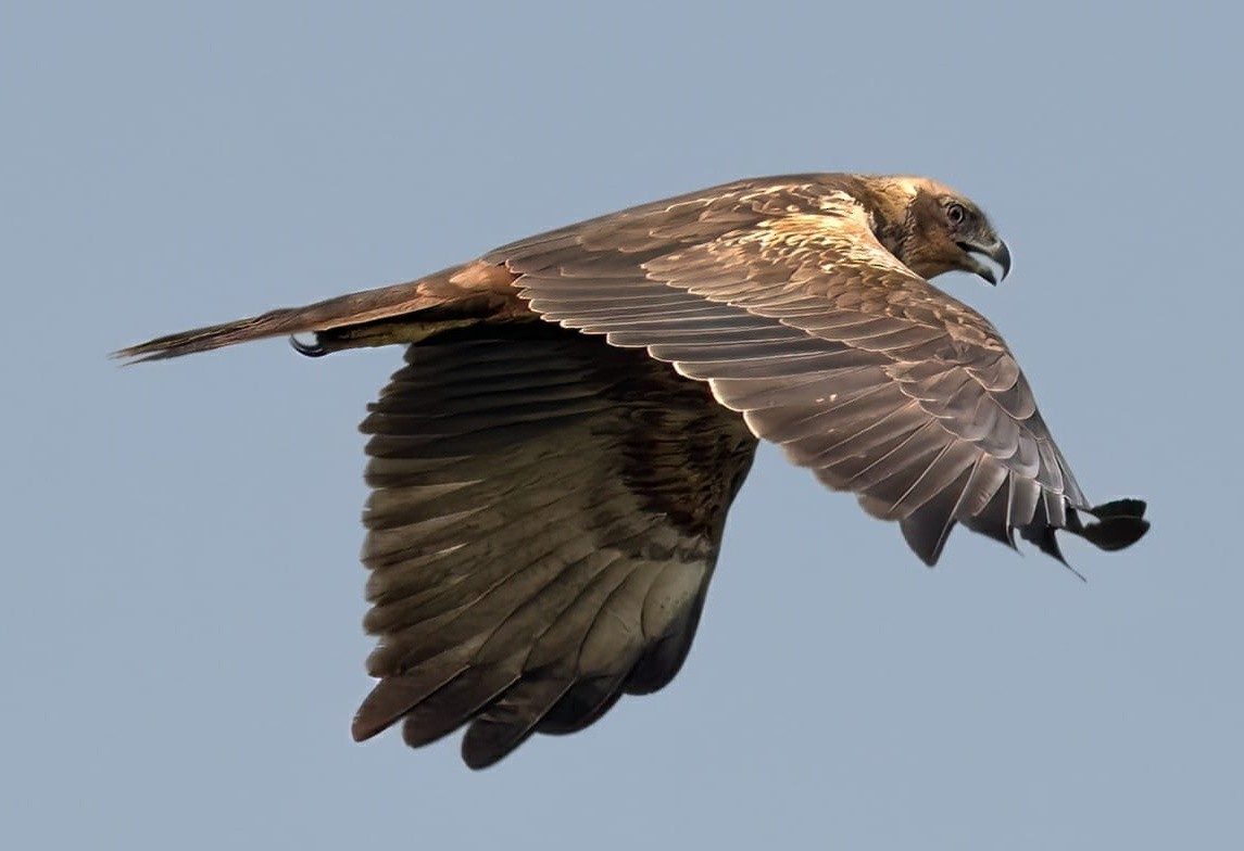 Western Marsh Harrier - ML545082931