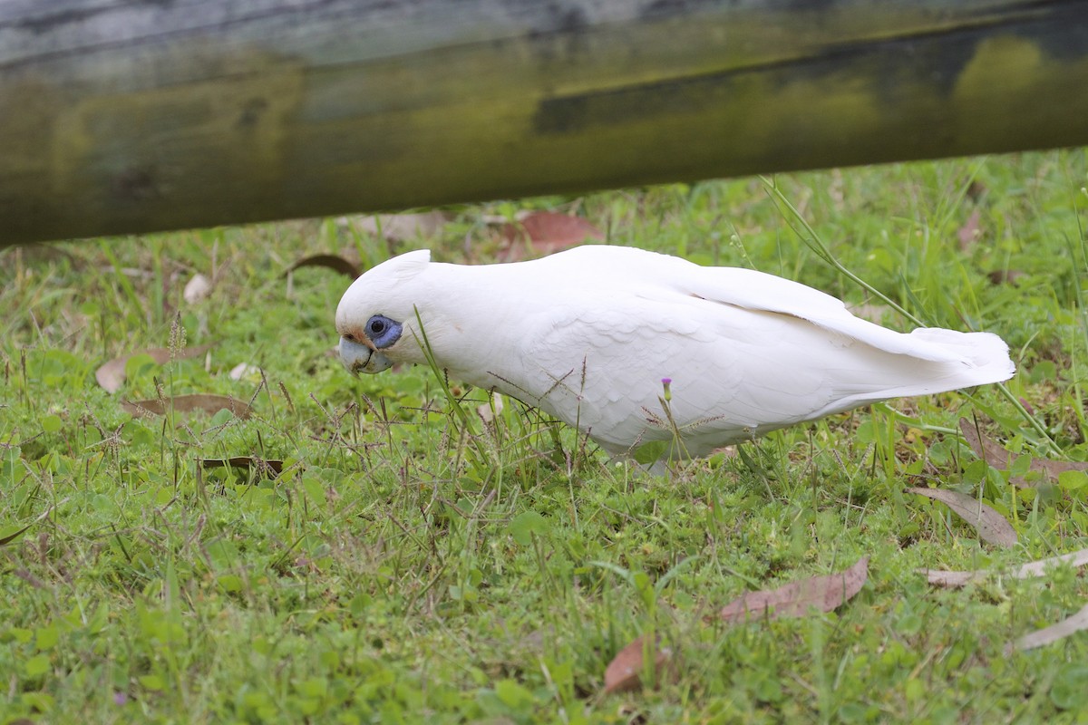 Cacatúa Sanguínea - ML545084751