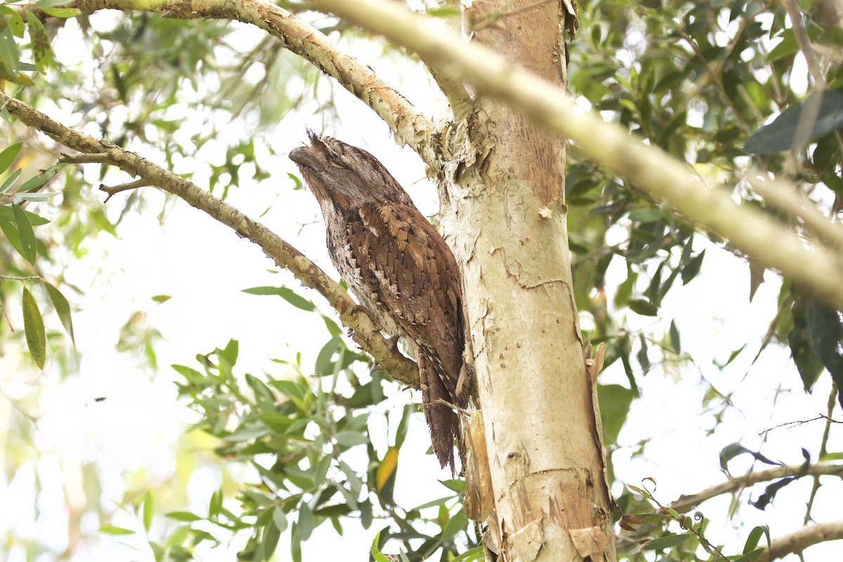 Tawny Frogmouth - Jeanne Verhulst