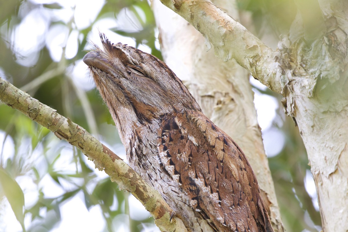 Tawny Frogmouth - Jeanne Verhulst
