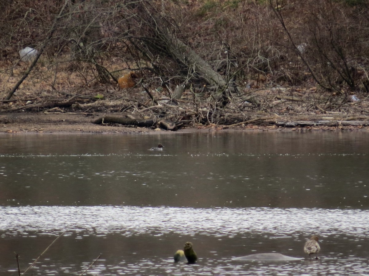 Common Goldeneye - ML545085471