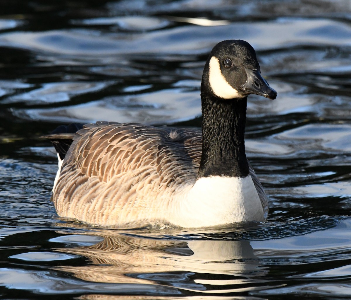 Canada Goose - A Emmerson