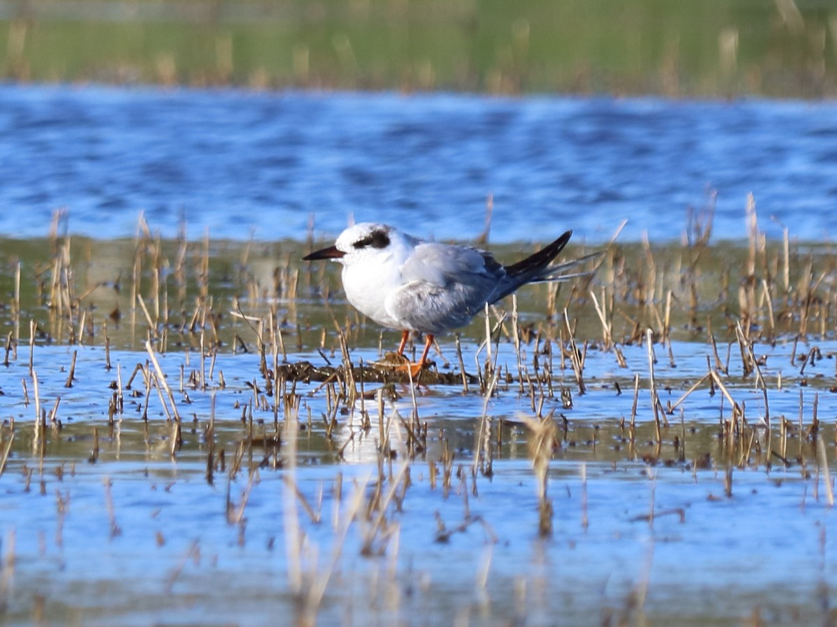 Forster's Tern - ML54508601