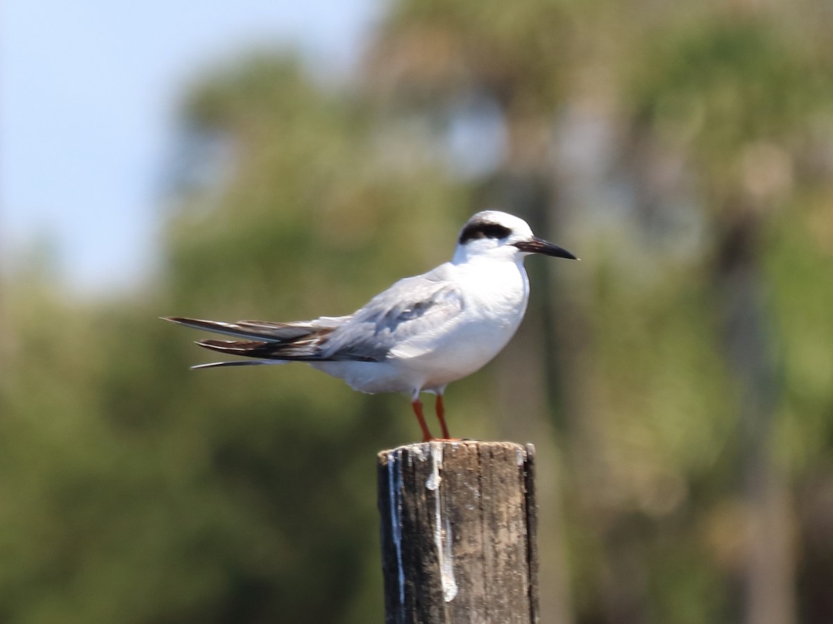 Forster's Tern - ML54508631