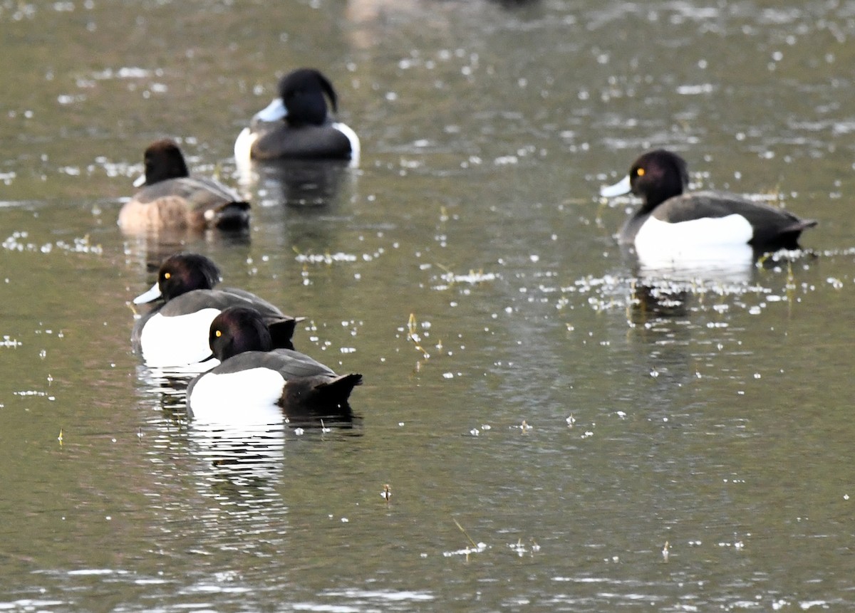 鳳頭潛鴨 - ML545086881