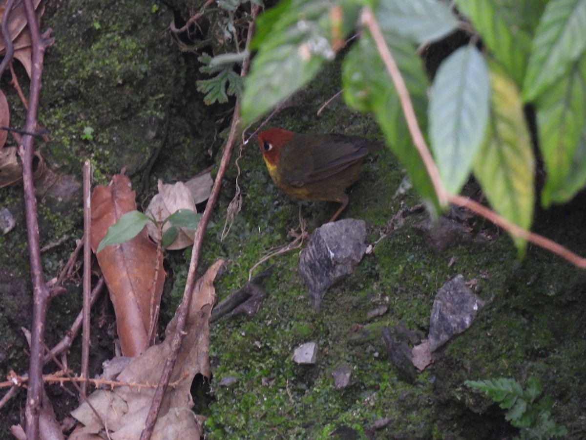 Chestnut-headed Tesia - Kalyani Kapdi