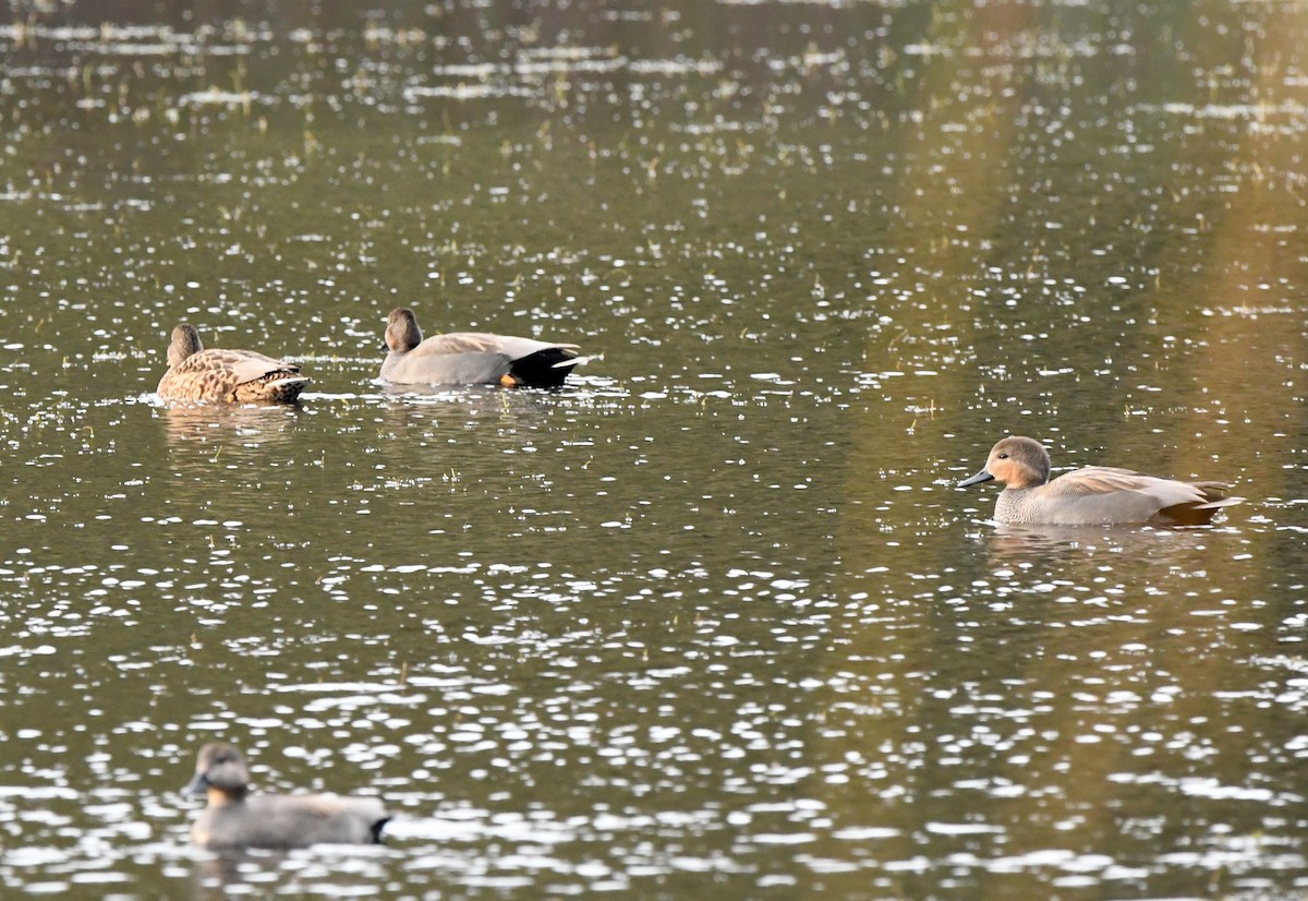 赤膀鴨(strepera) - ML545087011